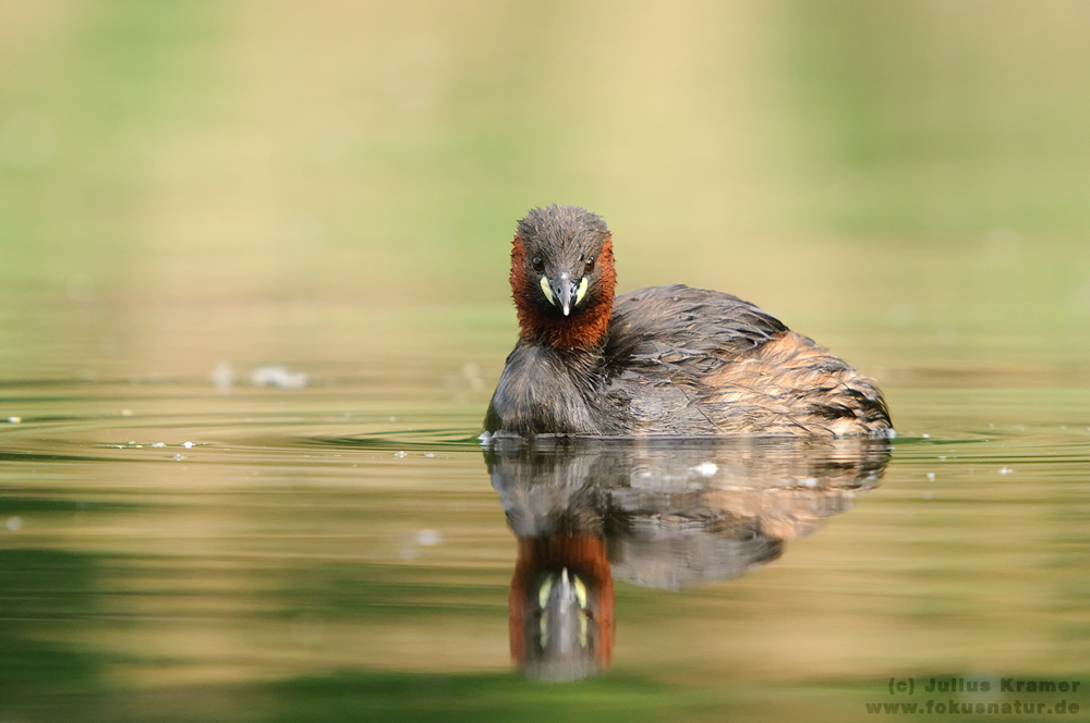 Face to face - Zwergtaucher