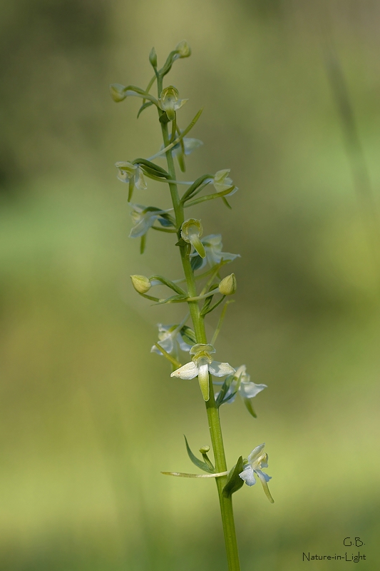 Grünliche Waldhyazinthe (Platanthera chlorantha)