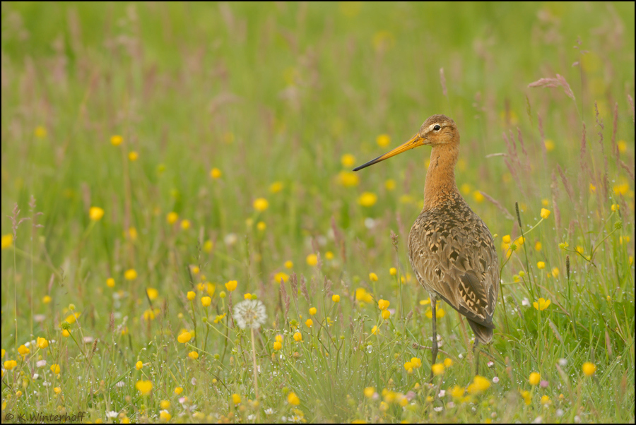 ~ In der Blumenwiese ~