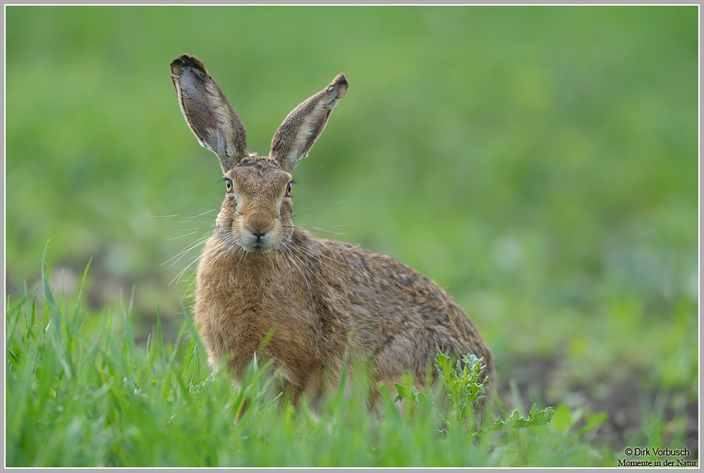 Feldhase (Lepus europaeus)