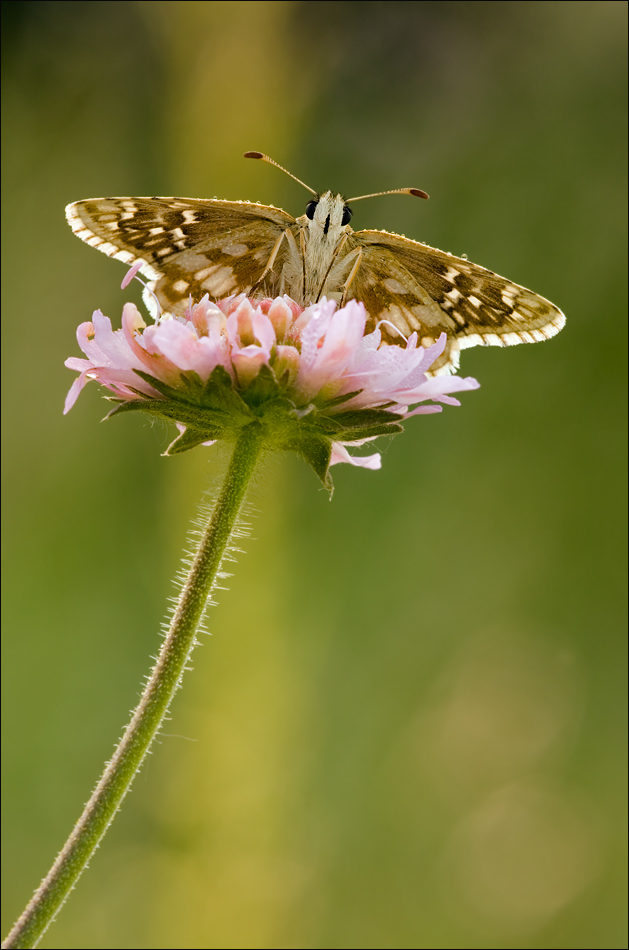 Pyrgus carthami