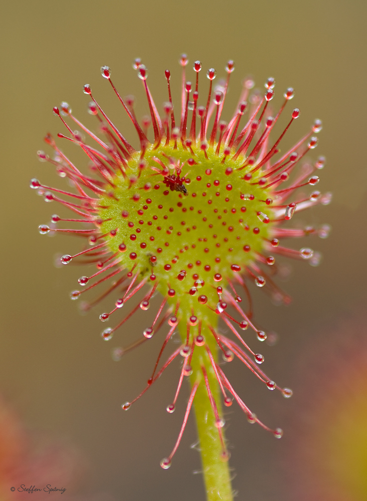 Rundblättriger Sonnentau (Drosera rotundifolia)