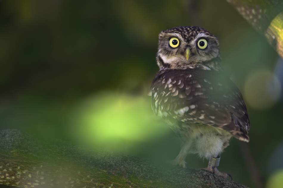 Steinkauz (athene noctua)