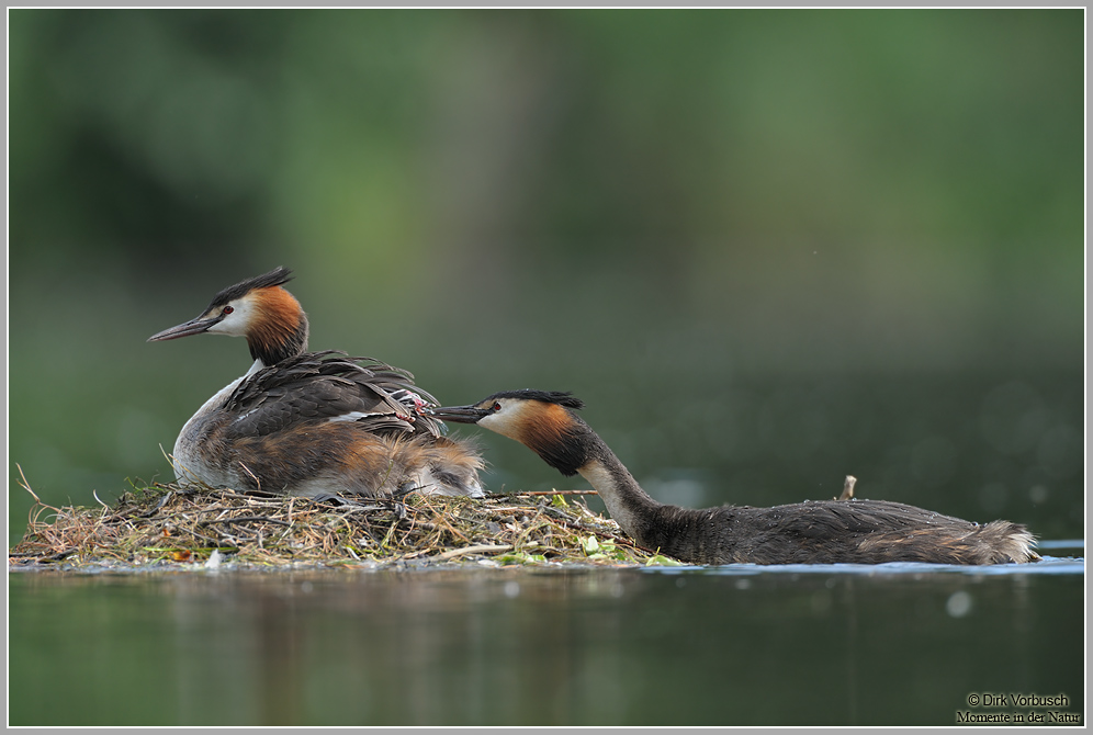 Haubentaucher (Podiceps cristatus)