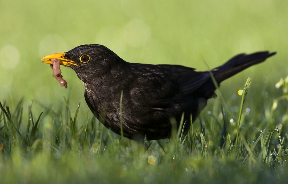 Frühstück der Amsel