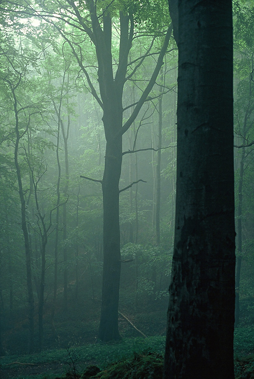 Nebel auf dem Ith