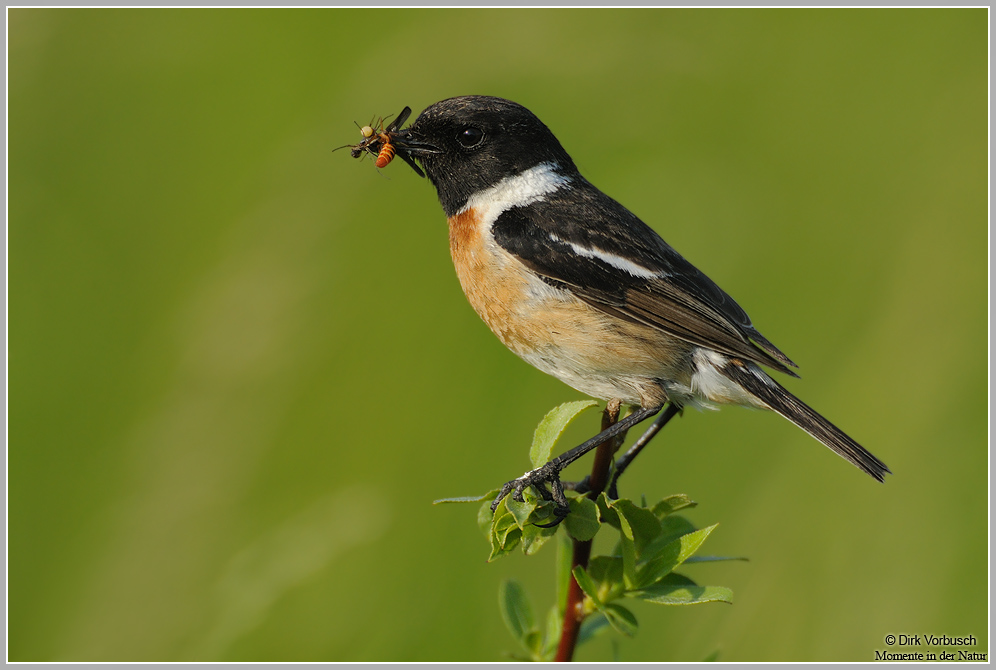 Schwarzkehlchen (Saxicola torquata)