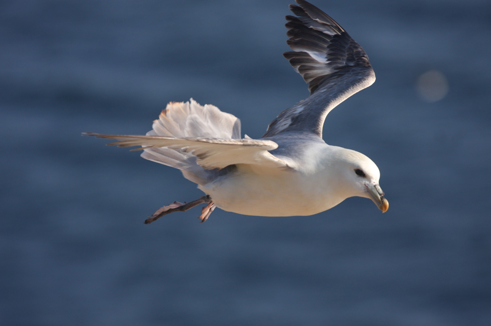 Eissturmvogel