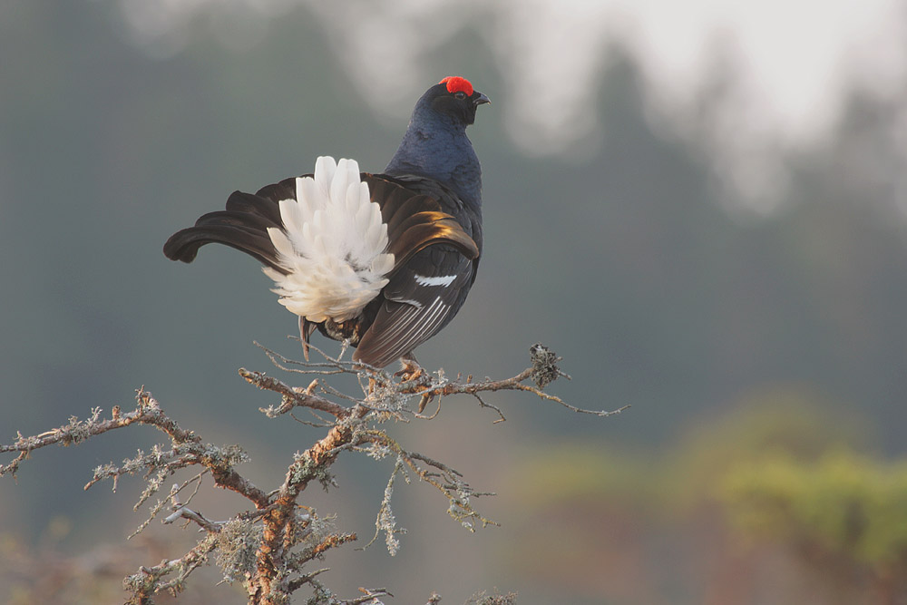 Black Grouse in Pine