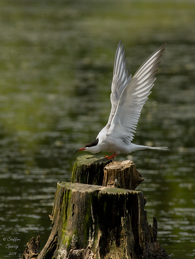 Flussseeschwalbe bei der Balz (1)