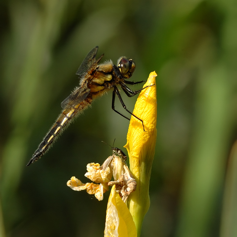 Libelle-Käfer