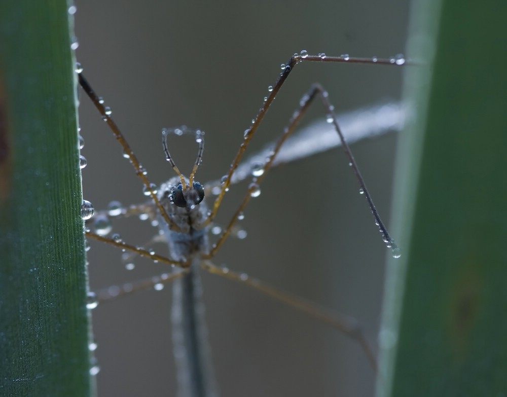Zwar keine Libelle...
