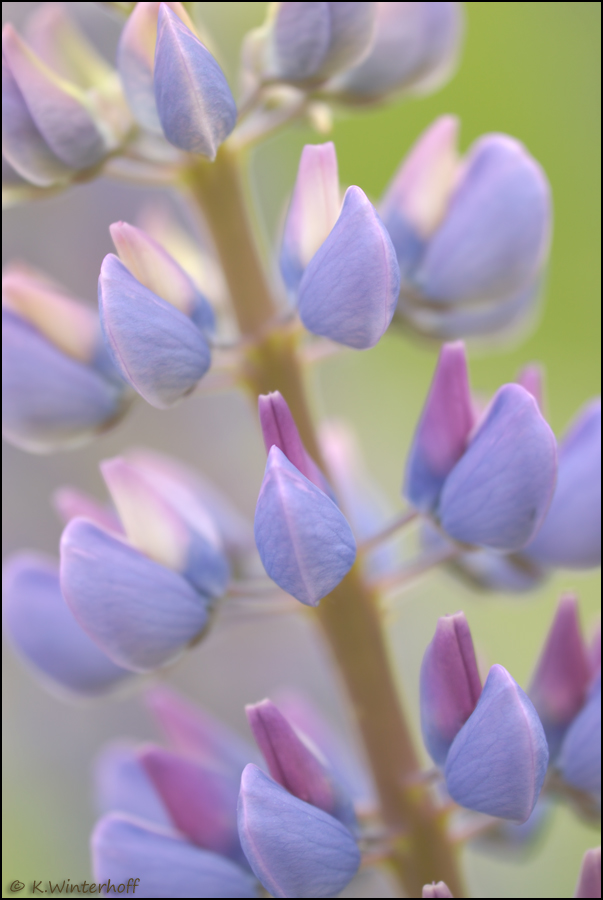 ~Verträumt~ Lupine