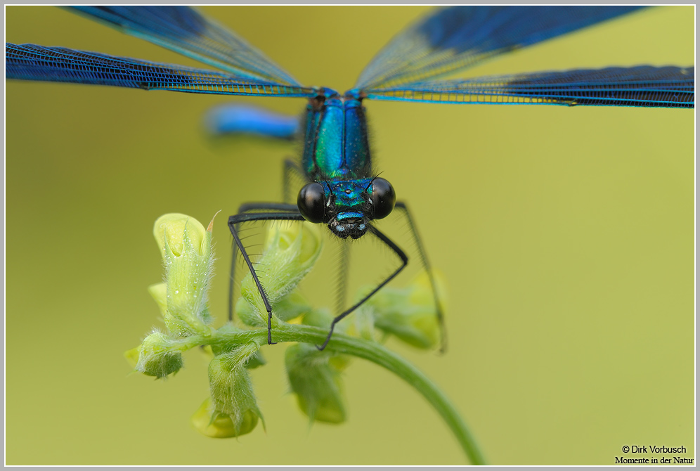 Gebänderte Prachtlibelle (Calopteryx splendens)