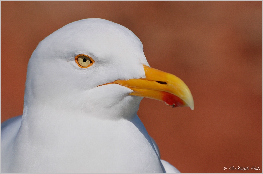 Silbermöwe (Larus argentatus)