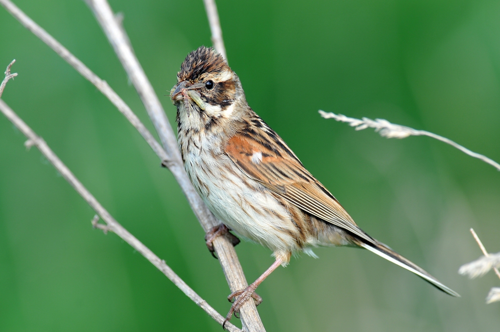 Rohrammer Weibchen