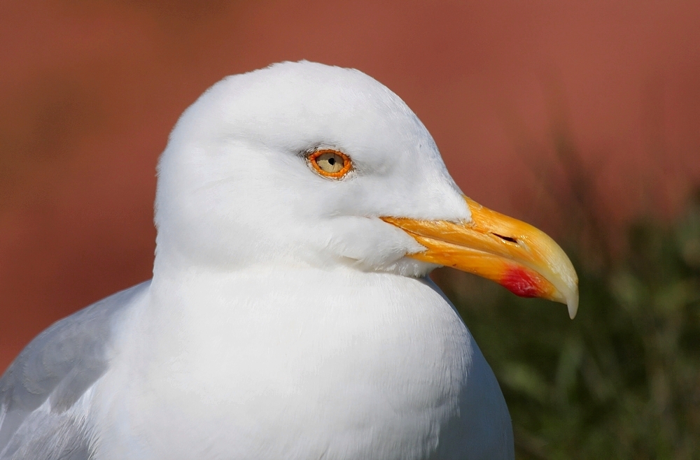 Silbermöwe (Larus argentatus)