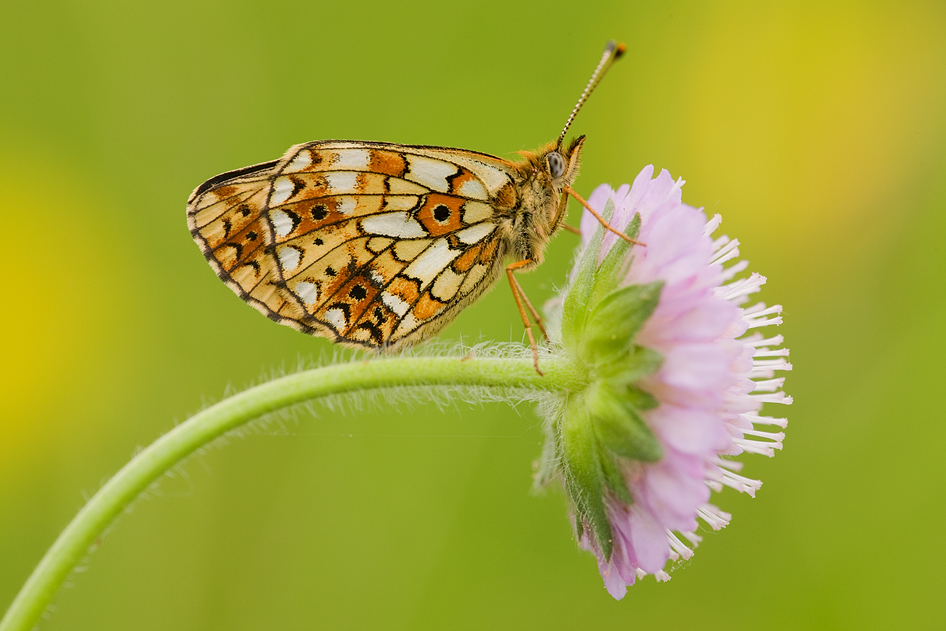 Boloria selene