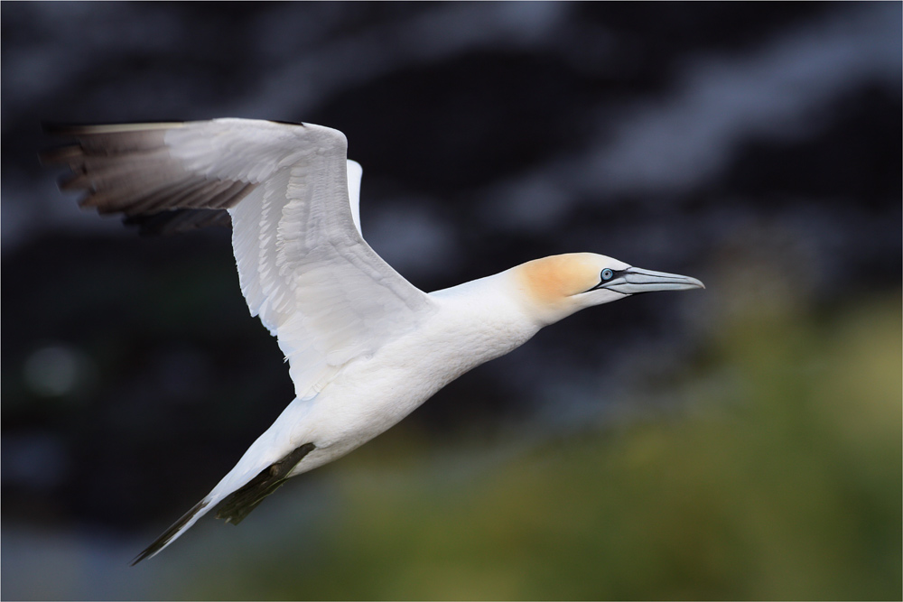 Eine Woche Helgoland...