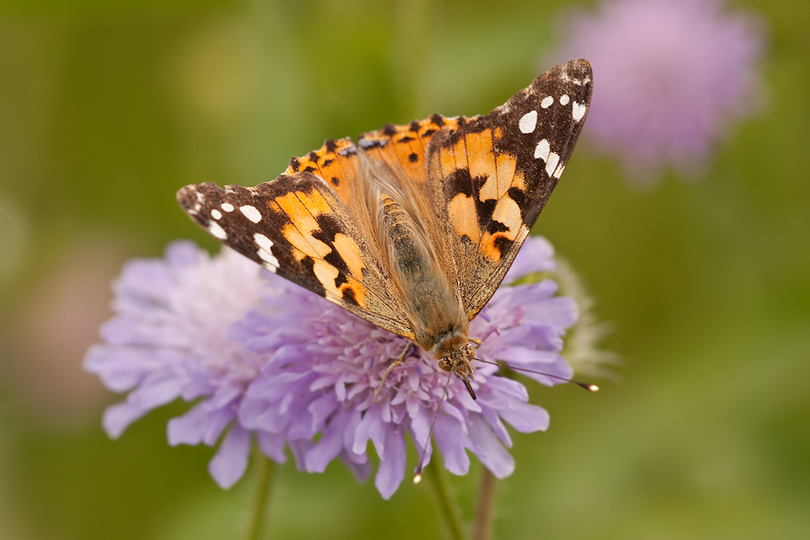 Distelfalter (Vanessa cardui)