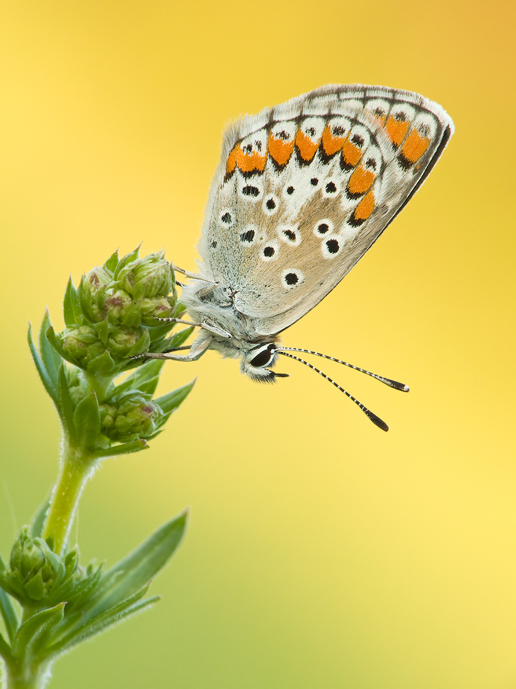 Kleiner Sonnenröschen-Bläuling - Polyommatus agestis