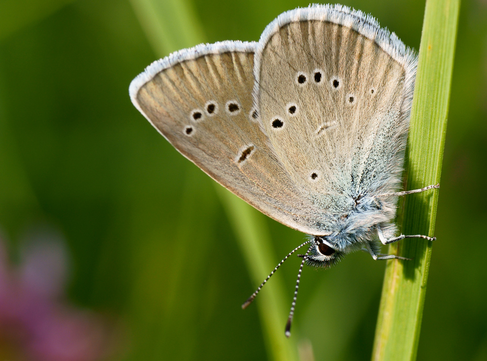 Himmelblauer Bläuling
