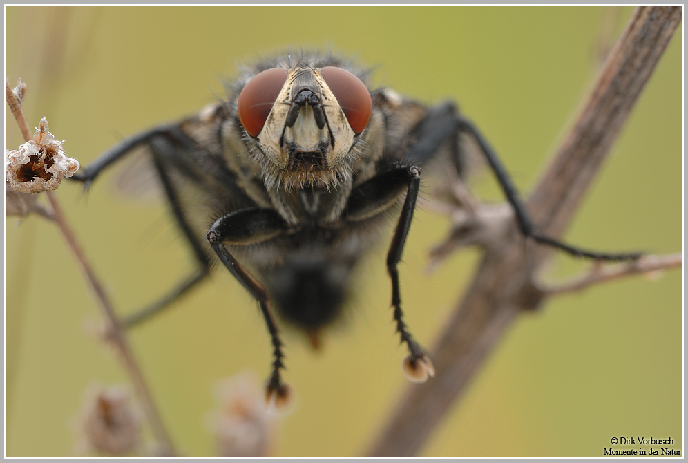 Graue Fleischfliege (Sarcophaga carnaria)