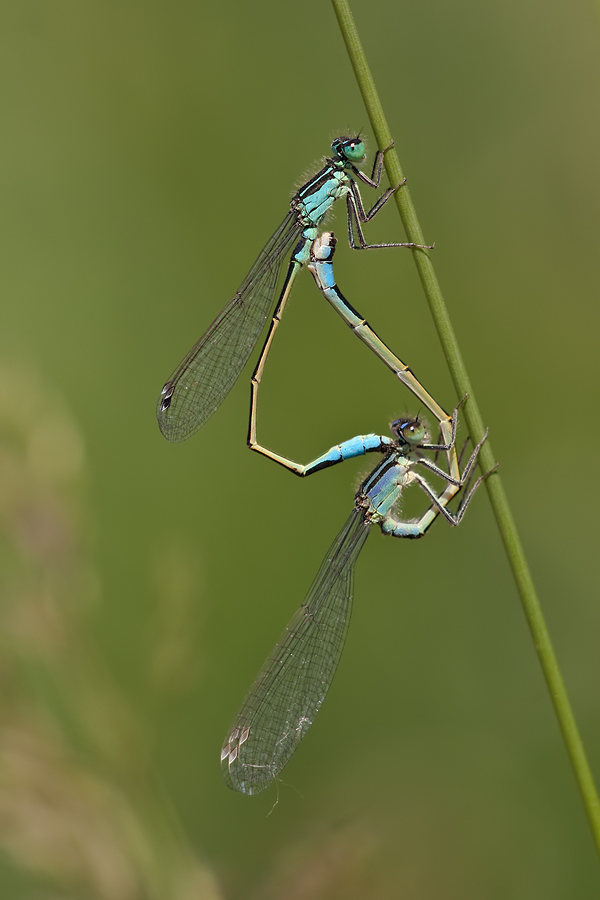 Paarungsrad der Großen Pechlibelle (Ischnura elegans)