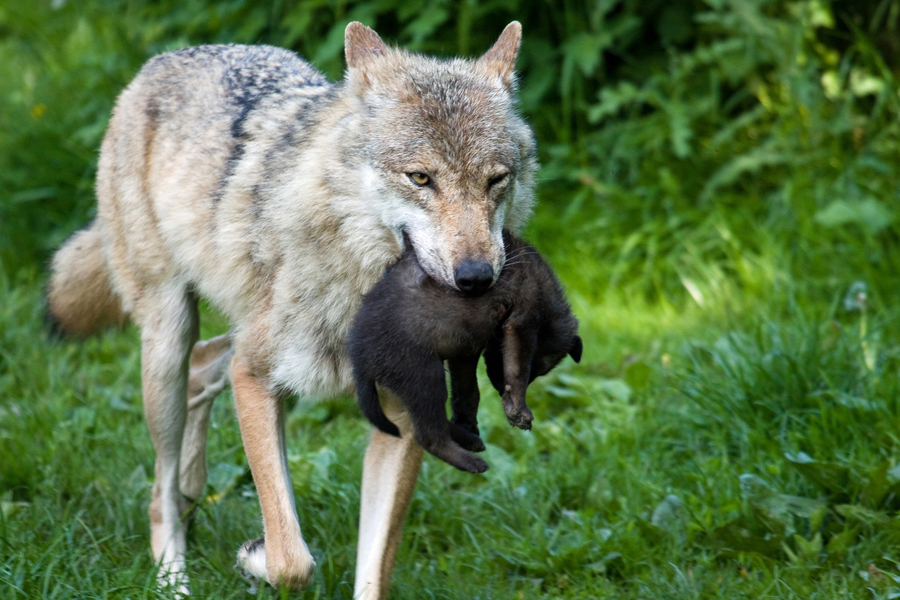 Wolf mit Welpe