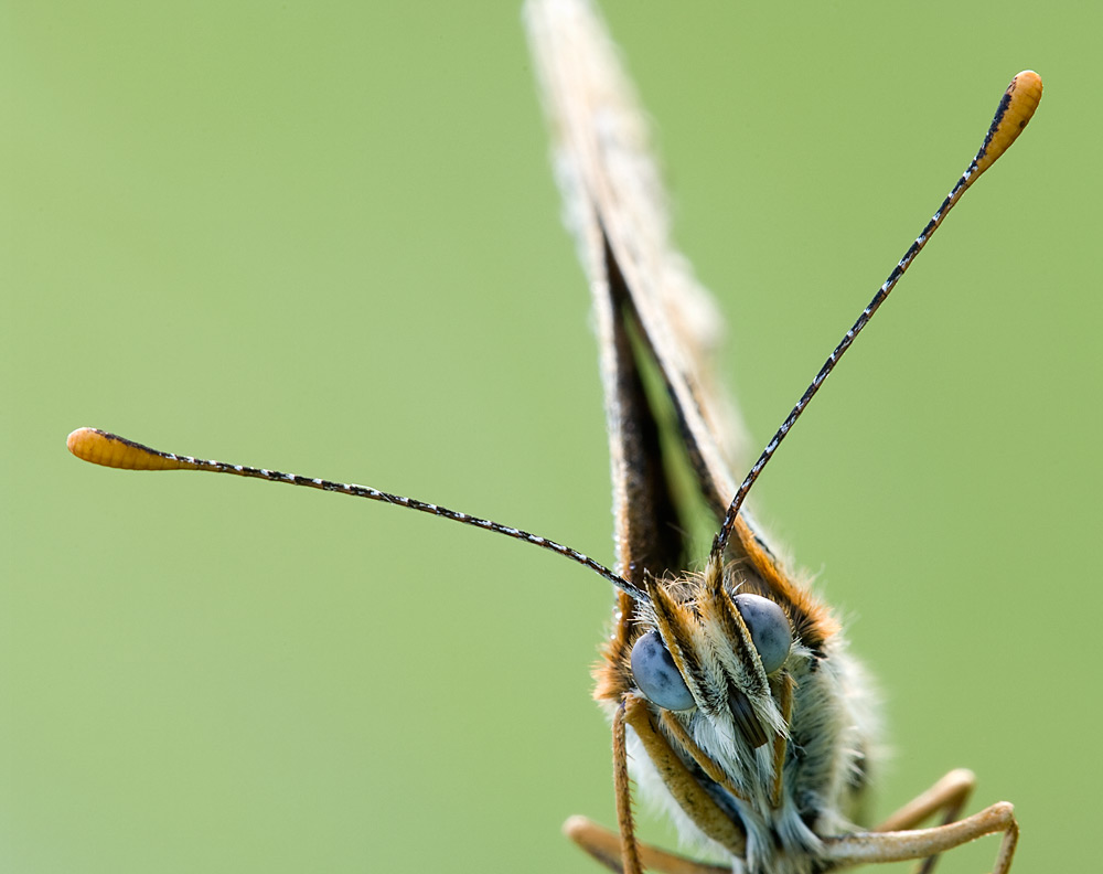 mal etwas anders (Forum für Naturfotografen)