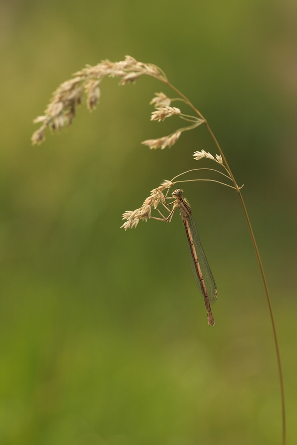 Kleinlibelle