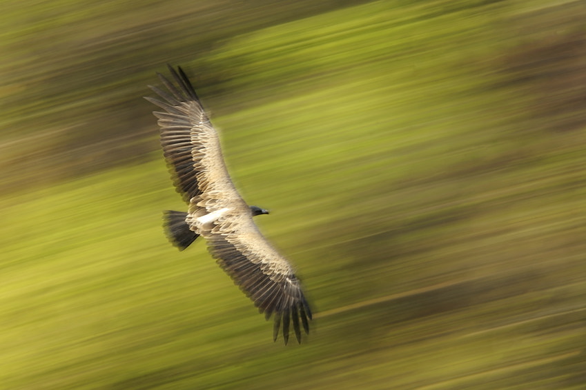 Geier über Bandhavgarh NP