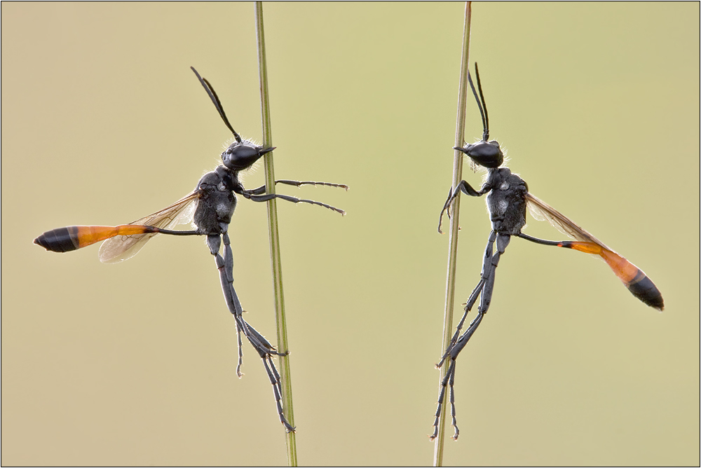 ~Ammophila~