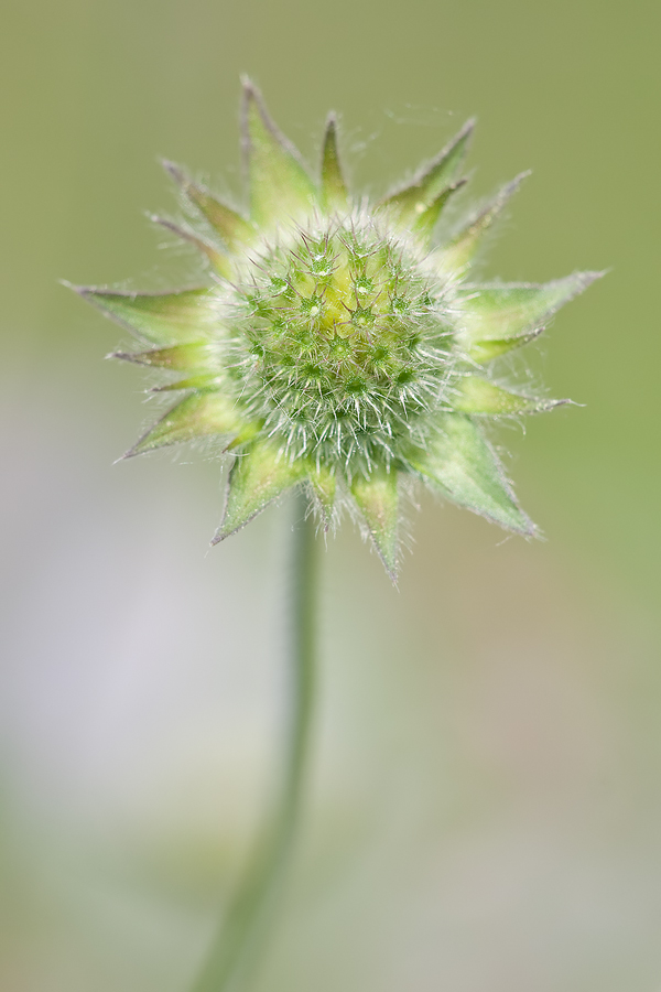 Fruchtstand der Wiesenskabiose (Knautia arvensis)