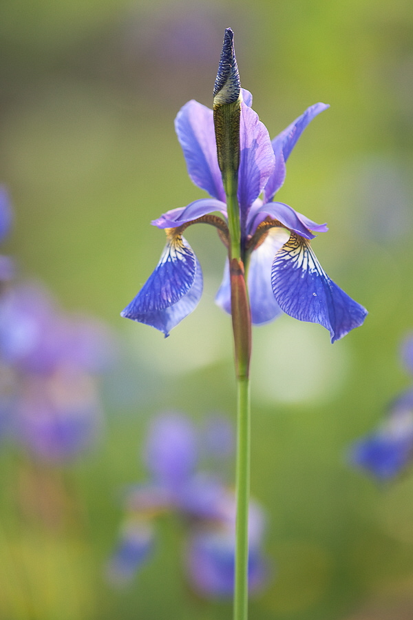 Iris