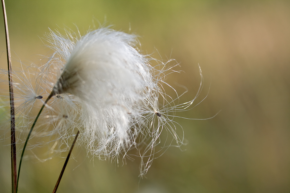 Wattebäuschchen