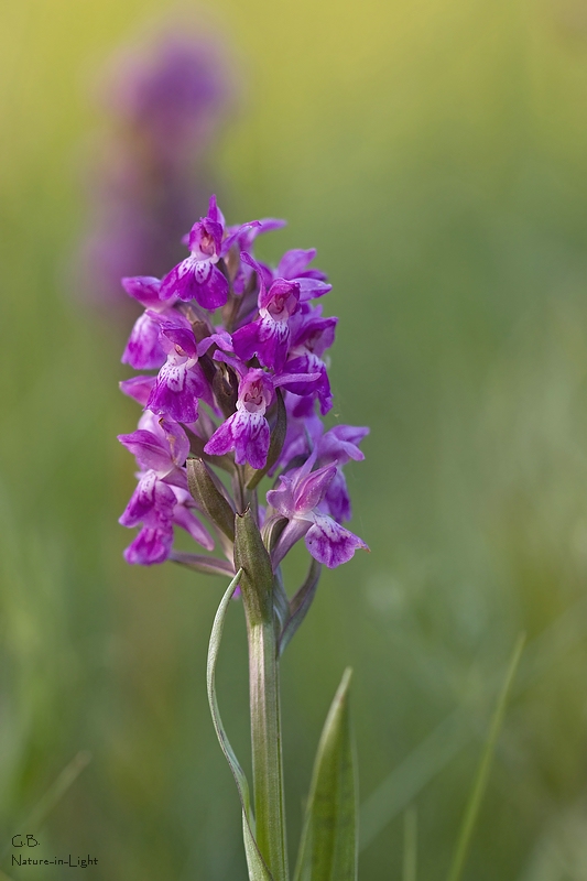 Breitblättriges Knabenkraut (Dactylorhiza majalis)
