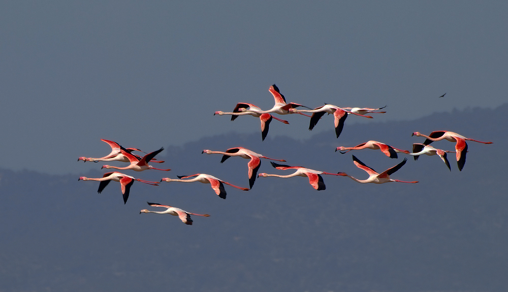 15 Flamingos (2)