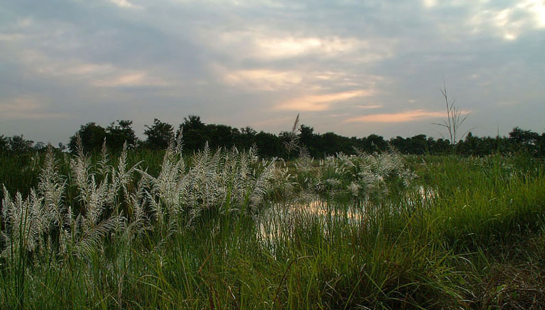 Abendstimmung mit Gräsern