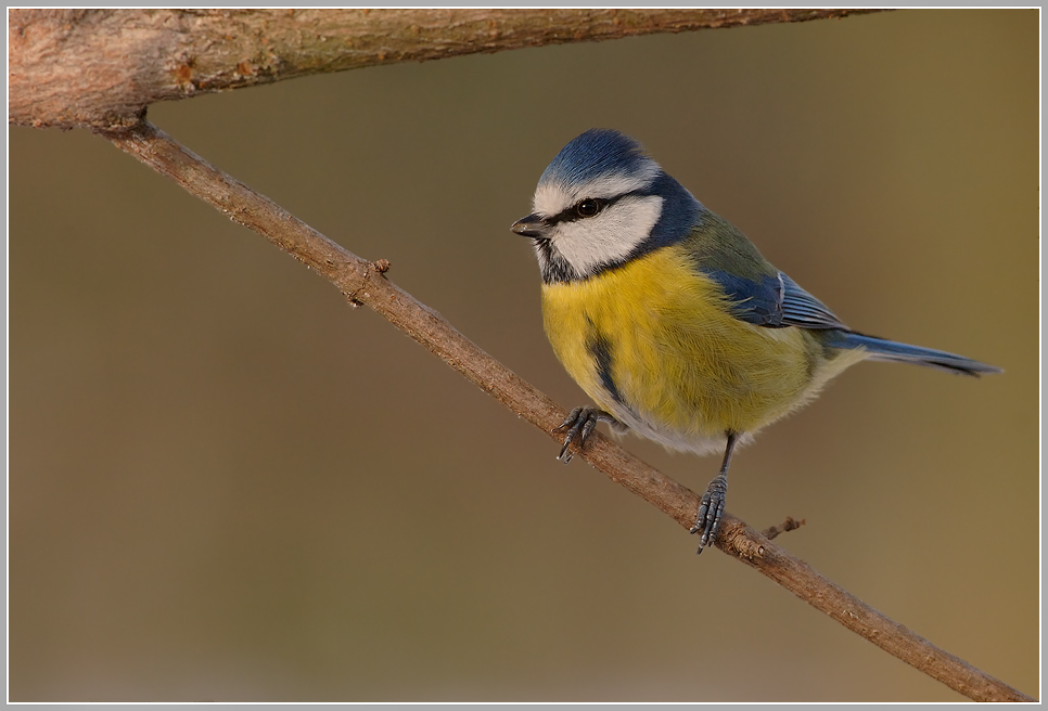 Blaumeise (Parus caeruleus)