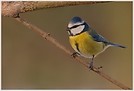 Blaumeise (Parus caeruleus)