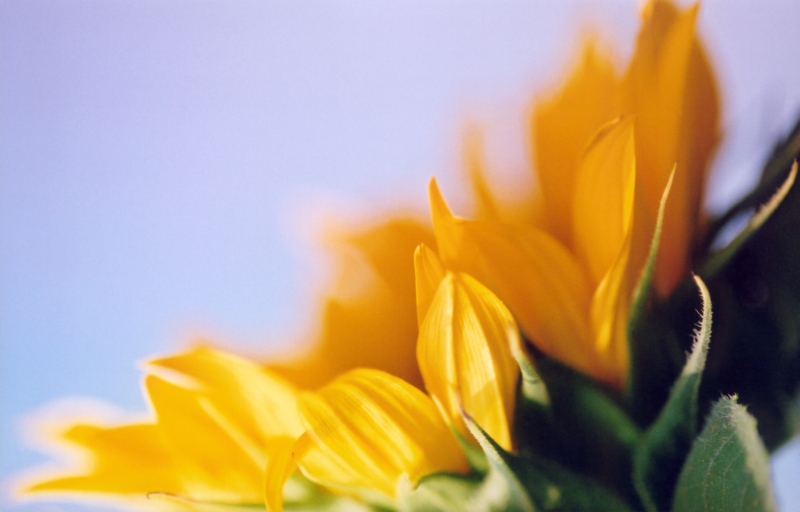 Sonnenblume ND
