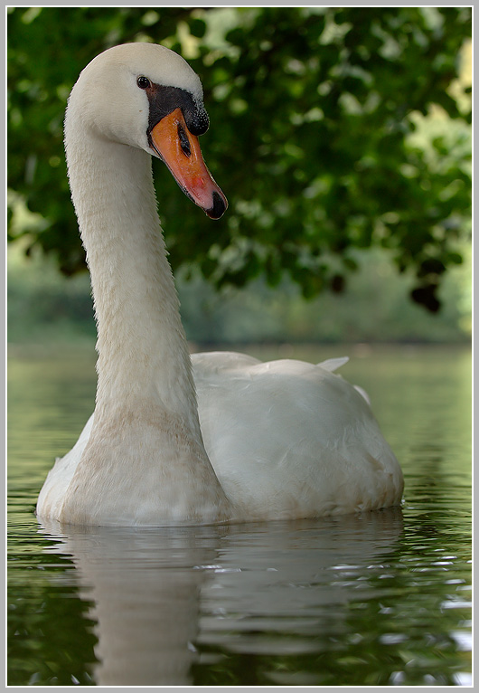 Höckerschwan (Cygnus olor)