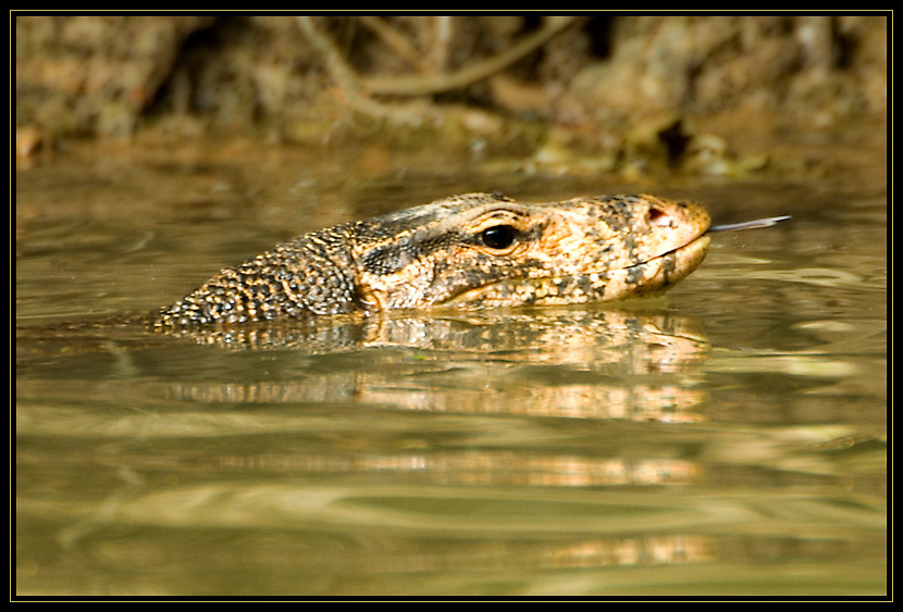 Bindenwaran - Varanus Salvator ND