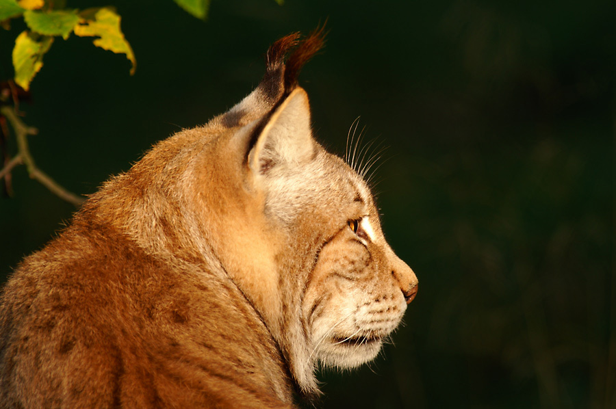 Luchs, Zo