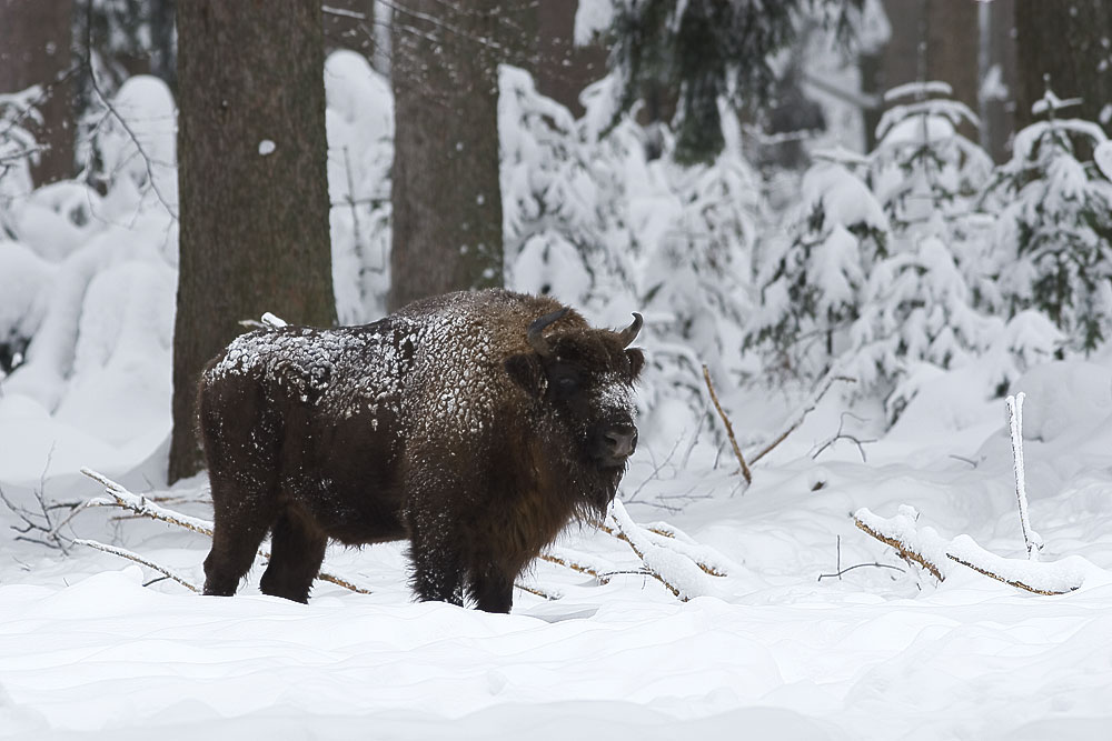 Wisent, ZO
