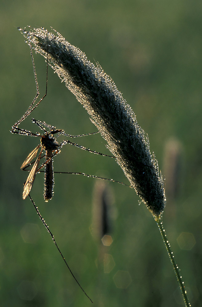 Kohlschnake (Tipula oleracea)