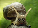 Happy Snail :-Þ