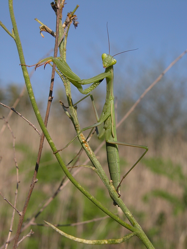 Gottesanbeterin (Mantis religiosa) - KD