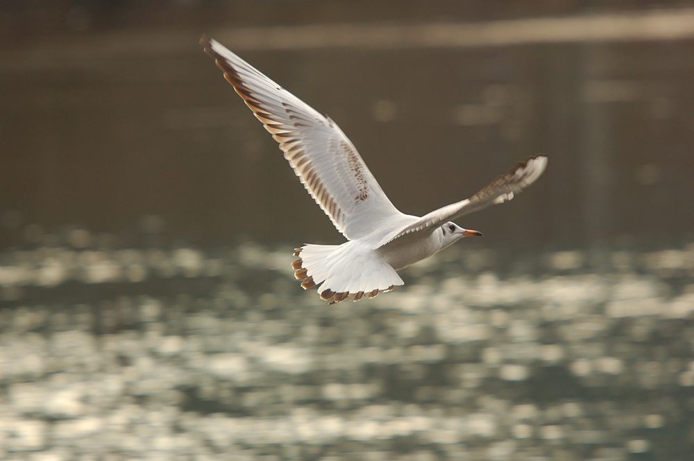Möwe Im Flug KD